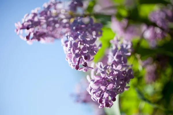 Lila träd blommar — Stockfoto