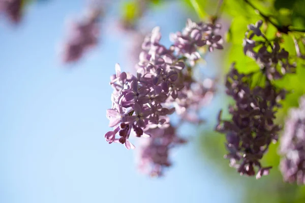 Lilac tree blooming — Stock Photo, Image