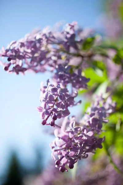 Lila träd blommar — Stockfoto