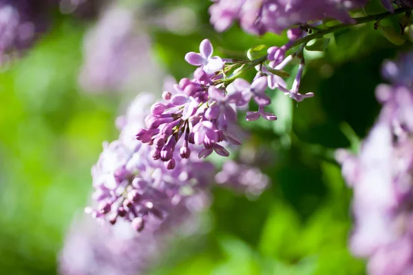 Lilás floração da árvore — Fotografia de Stock