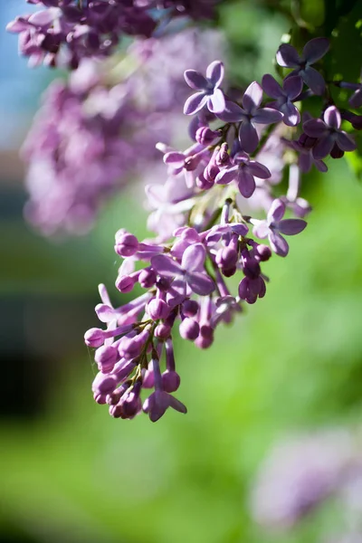 Leylak ağacı çiçek açıyor.