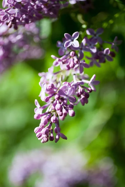 Albero lilla fioritura — Foto Stock