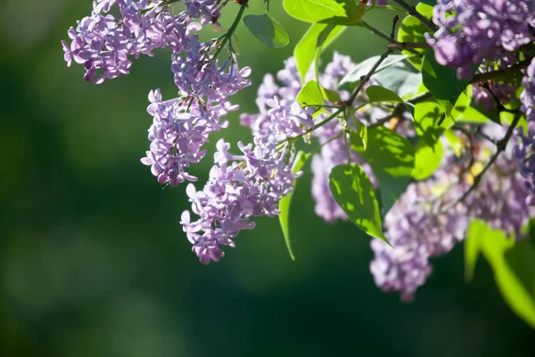 Lila träd blommar — Stockfoto