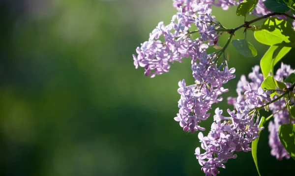 Lila träd blommar — Stockfoto