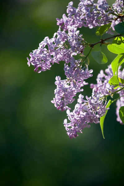 Lila träd blommar — Stockfoto