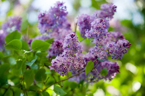 Lila träd blommar — Stockfoto