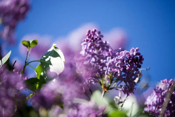 Lilás floração da árvore — Fotografia de Stock