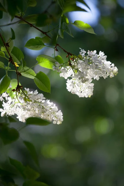 Lilac tree blooming — Stock Photo, Image