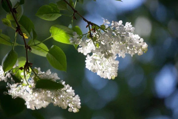 ライラックの木が咲く — ストック写真