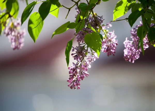 꽃피는 라일락 나무 — 스톡 사진
