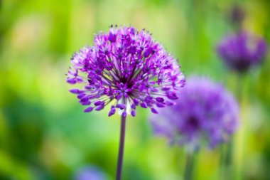Purple allium flower  clipart