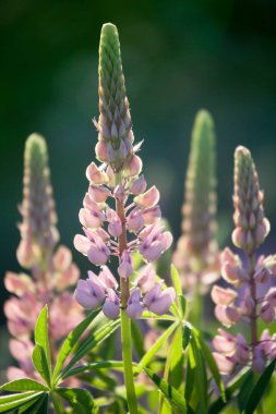 acı bakla kır çiçekleri blooming 