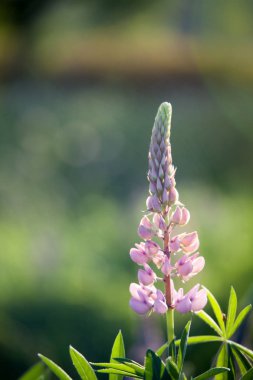 acı bakla kır çiçekleri blooming 