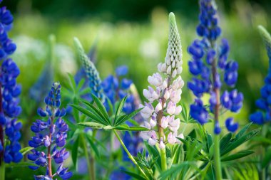 acı bakla kır çiçekleri blooming 