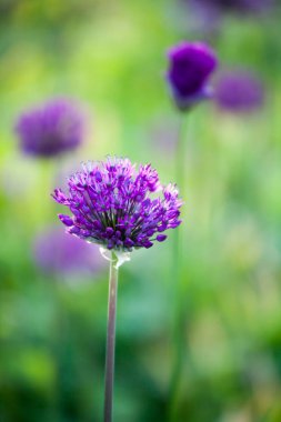 Mor allium çiçek 