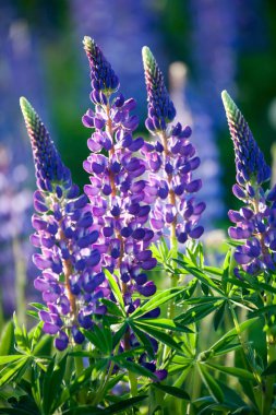 acı bakla kır çiçekleri blooming 