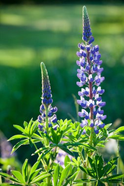 acı bakla kır çiçekleri blooming 