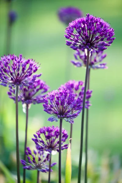 Lila Allium blommor — Stockfoto