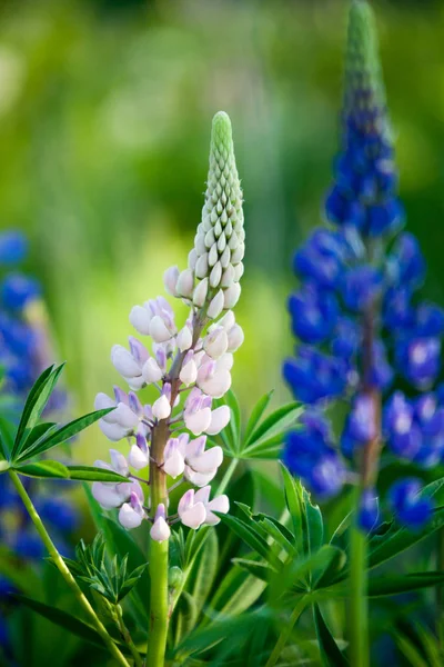 Blommande lupine vildblommor — Stockfoto