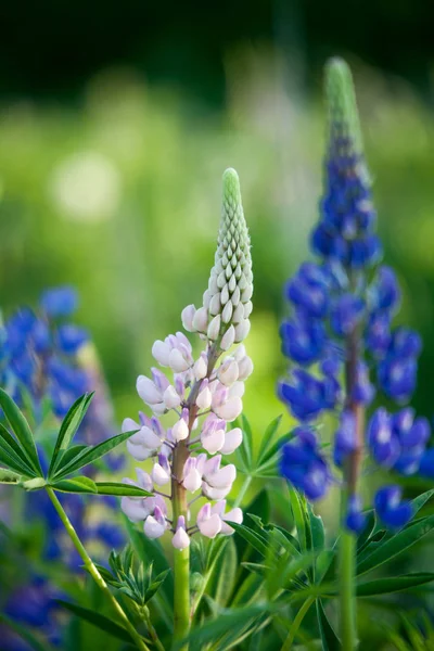 Blooming lupine wildflowers — Stock Photo, Image