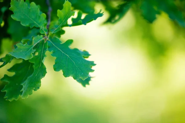 Rama de roble — Foto de Stock