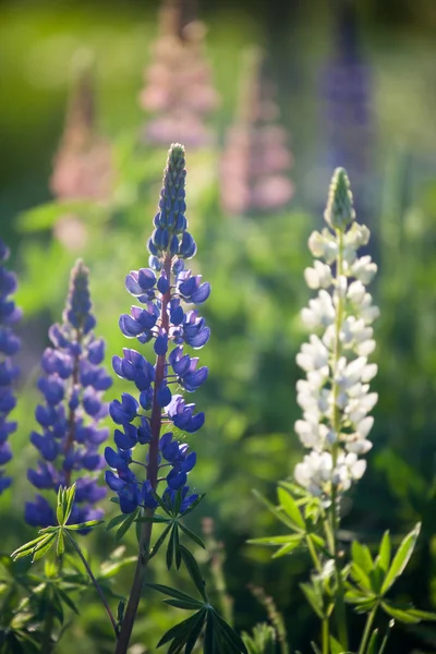 Blühende Lupinen-Wildblumen — Stockfoto