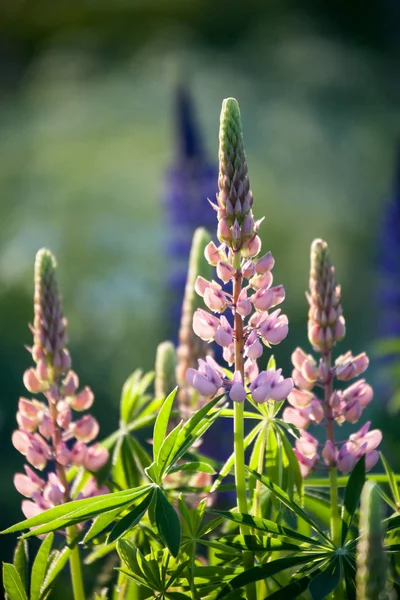 Blommande lupine vildblommor — Stockfoto