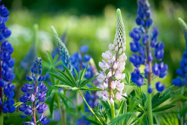 acı bakla kır çiçekleri blooming 
