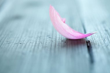 Pembe Şakayık yaprağı 