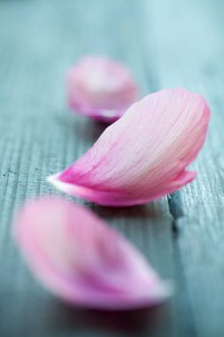 pembe Şakayık yaprakları