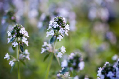limon kekik çiçeklenme 