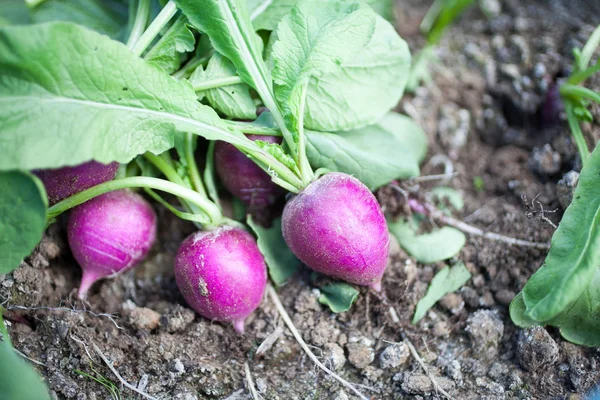 Fresh harvested radish — Stock Photo, Image
