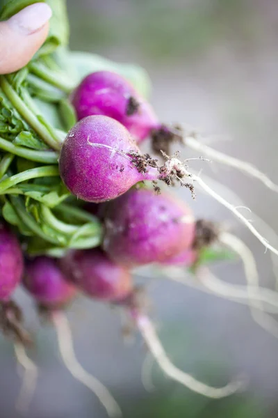 Bunch of harvested radish — Stock Photo, Image