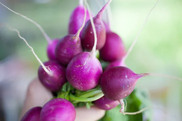 Harvested radish in the hand — Stock Photo, Image