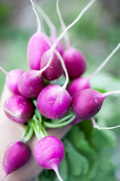 Harvested radish in the hand — Stock Photo, Image