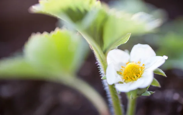 Strawberry blooming  flower — Stock Photo, Image