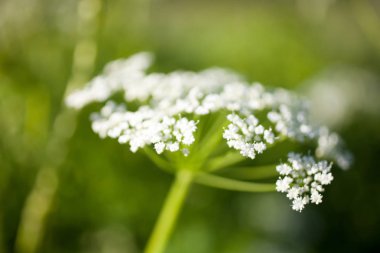 Anthriscus sylvestris çiçekler