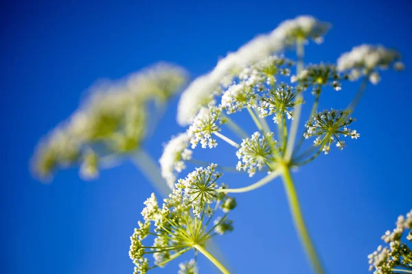 Anthriscus sylvestris flowers — Stock Photo, Image