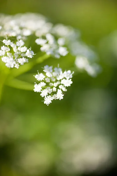 Kerblík lesní květiny — Stock fotografie