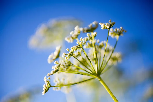 Anthriscus sylvestris bloemen — Stockfoto