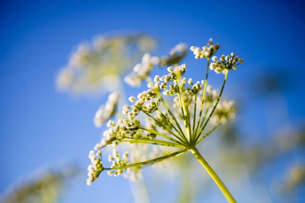 Fiori di Anthriscus sylvestris — Foto Stock