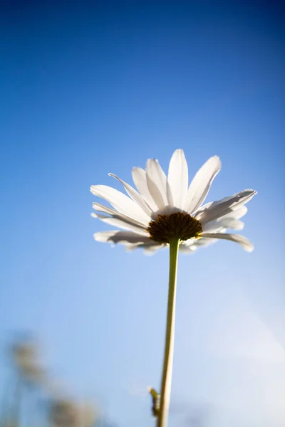 Fiore margherita bianco — Foto Stock