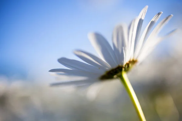 Fleur marguerite blanche — Photo