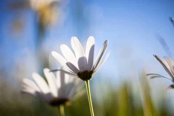 Witte madeliefjes bloemen — Stockfoto