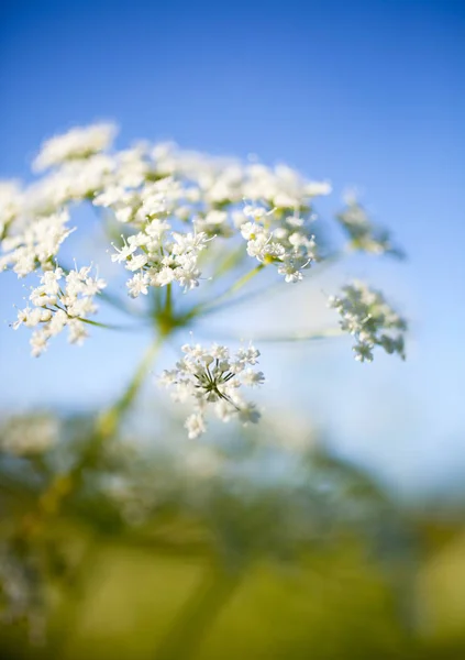 Anthriscus sylvestris çiçekler — Stok fotoğraf