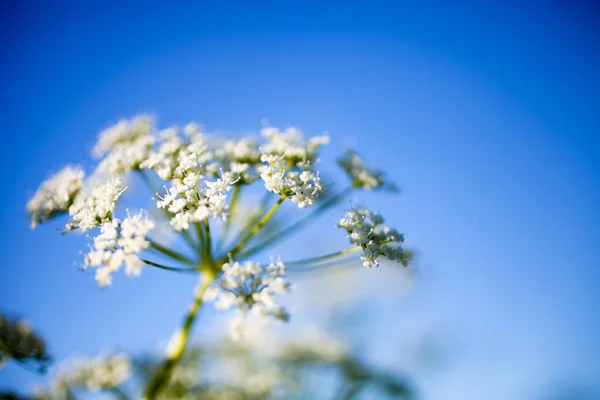 Fiori di Anthriscus sylvestris — Foto Stock