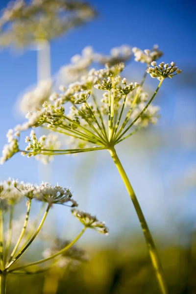 Anthriscus sylvestris λουλούδια — Φωτογραφία Αρχείου