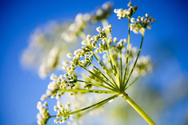 Anthriscus sylvestris квіти — стокове фото