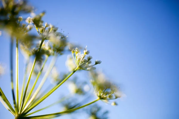 Anthriscus sylvestris flowers — Stock Photo, Image