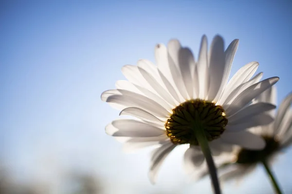 白いデイジーの花 — ストック写真